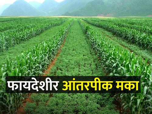 Maize crop is profitable as an intercrop | आंतरपीक म्हणून मका पिक ठरतेय फायदेशीर