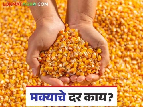 Maize Bajar Bhav : Inflow of Maize in State Market Committee 14,375 quintals | Maize Bajar Bhav : राज्यातील बाजार समितीमध्ये मक्याची आवक १४,३७५ क्विंटल; 'हा' मिळतोय दर ते वाचा सविस्तर