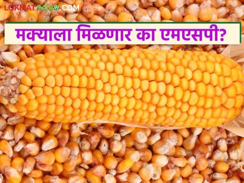 latest news Maize Market: Bumper season of maize; Will MSP be available this year? Read in detail | Maize Market : मक्याचा बंपर हंगाम; यंदा तरी मिळणार का एमएसपी? वाचा सविस्तर