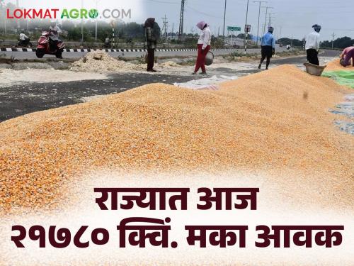 Maize Market Rate: 'Ha' variety of Maize is eating the highest price; Read today's maize market prices | Maize Market Rate : मकाचा 'हा' वाण खातोय सर्वाधिक भाव; वाचा आजचे मका बाजारभाव