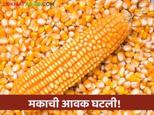 Maize Market Rate: Inflows were lower but market rates were similar; Read what is the price of maize | Maize Market Rate : आवक कमी मात्र बाजारभाव जैसे थे; वाचा मकाला काय मिळतोय दर