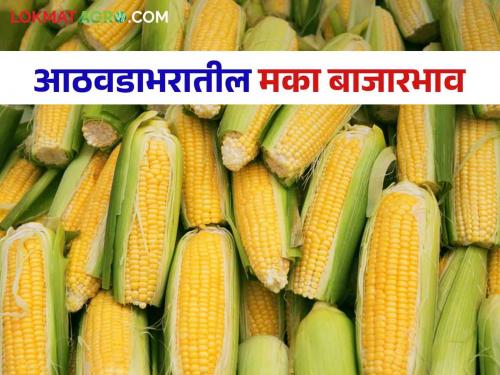 Latest News Maka bajarbhav maize price in last week Read in detail  | Maka Bajarbhav : मागील आठवड्यात मक्याला काय भाव मिळाला? वाचा सविस्तर 