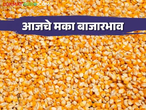 Maize Bajar Bhav : Inflow of Maize increased in Satana Bazar; Read the price in detail | Maize Bajar Bhav : सटाणा बाजारात मक्याची आवक वाढली; असा मिळाला भाव ते वाचा सविस्तर