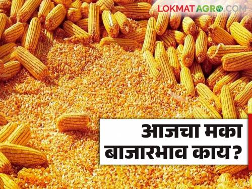 Maize Bajar Bhav : Maize is the highest arrival in the market at Yewala; Read the price in detail | Maize Bajar Bhav : येवला येथील बाजारात मका होतेय सर्वाधिक आवक; काय मिळाला भाव ते वाचा सविस्तर