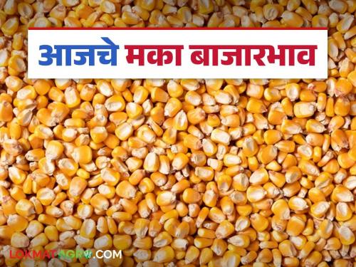 Maize Bazaar Bhav: latest news Maize arrivals in Dhule, Pune markets slowed down; Read in detail how the price was obtained | Maize Bajar Bhav: धुळे, पुणे बाजारात मक्याची आवक मंदावली; कसा मिळाला दर ते वाचा सविस्तर