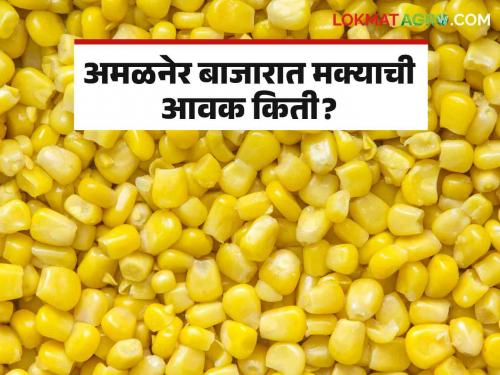 Maize Bajar Bhav : Maize got the highest price in this market committee | Maize Bajar Bhav : राज्यातील 'या' बाजार समितीत मक्याला मिळाला सर्वाधिक दर; किती झाली आवक ते वाचा सविस्तर