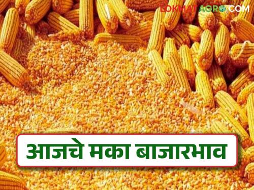 Maize Bajar Bhav : Inflow of Maize decreased in the market committee of the state; Read in detail what is the rate | Maize Bajar Bhav : राज्यातील बाजार समितीमध्ये मक्याची आवक घटली ; काय मिळतोय दर ते वाचा सविस्तर