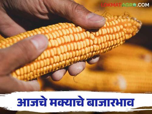 Maize Bazar Bhav : Highest arrival of maize in Jalna Bazar; Read the price in detail | Maize Bazar Bhav : जालना बाजारात मक्याची सर्वाधिक आवक; काय मिळाला भाव ते वाचा सविस्तर