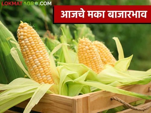 Maize Bajar Bhav: Inflow of hybrid maize in Satana market is highest; Read in detail | Maize Bajar Bhav : सटाणा बाजारात हायब्रीड मक्याची आवक सर्वाधिक ; काय मिळाला दर ते वाचा सविस्तर