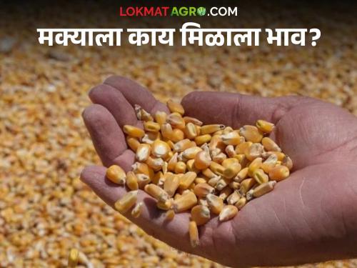 Maize Bajar Bhav : Maize arrivals increased in this market; Read in detail what you got | Maize Bajar Bhav : मक्याची आवक 'या' बाजारात वाढली; काय मिळाला दर ते वाचा सविस्तर