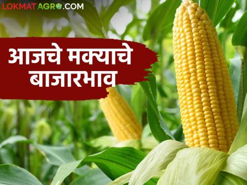 Maize Bazar Bhav: Highest arrival of maize in Chalisgaon market; Read the price in detail | Maize Bazar Bhav : चाळीसगावच्या बाजारात मक्याची सर्वाधिक आवक; काय भाव मिळाला ते वाचा सविस्तर