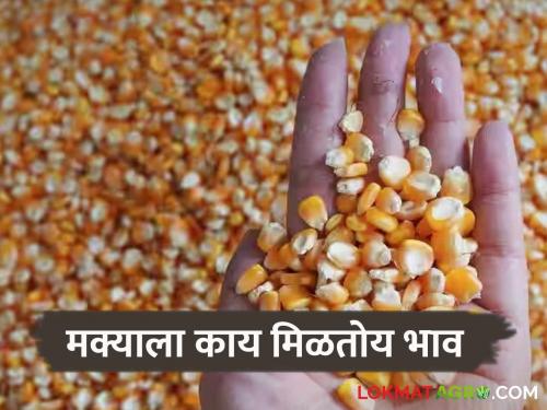 Maize Bajar Bhav : Maize arrivals increased in 'this' market of the state; Read in detail what the price is getting | Maize Bajar Bhav : राज्यातील 'या' बाजारात मक्याची आवक वाढली ; काय मिळतोय भाव ते वाचा सविस्तर