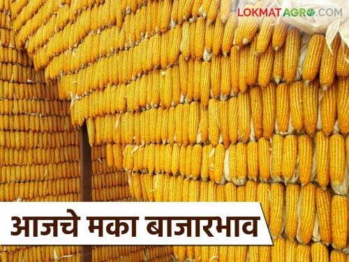 Maize Bazaar Bhav: How much maize has arrived in Satana, Shahada markets? Read in detail how the price was obtained | Maize Bajar Bhav : सटाणा, शहादा बाजारात मक्याची आवक किती? कसा मिळाला दर ते वाचा सविस्तर