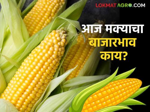 Maize Bajar Bhav : Highest arrival of maize in Amalner market; Read in detail what is the rate | Maize Bajar Bhav : अमळनेरच्या बाजारात मक्याची सर्वाधिक आवक; काय मिळतोय दर ते वाचा सविस्तर