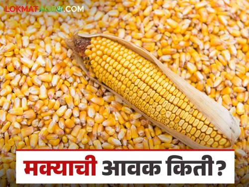 Maize Bajar Bhav : Maize arrivals increased in which market; Read the price in detail | Maize Bajar Bhav : मक्याची आवक कोणत्या बाजारात वाढली; काय मिळला भाव ते वाचा सविस्तर