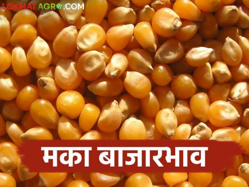 Maize Bajar Bhav : Today's Maize arrivals in the market | Maize Bajar Bhav : मक्याची सर्वाधिक आवक 'या' बाजारात; काय मिळाला भाव ते वाचा सविस्तर