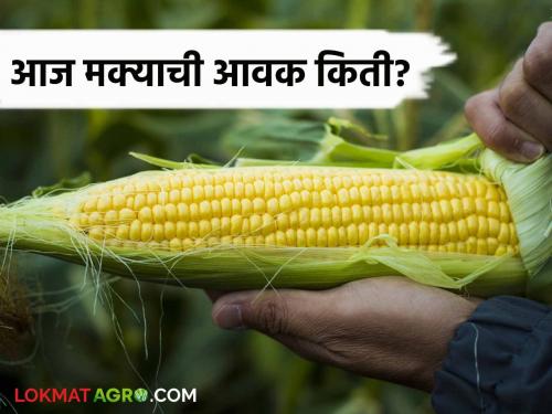 Maize Bajar Bhav :  Nandgaon market has the highest arrival of yellow maize | Maize Bajar Bhav :  नांदगाव बाजारात पिवळी मक्याची आवक सर्वाधिक; काय मिळतोय दर ते वाचा सविस्तर