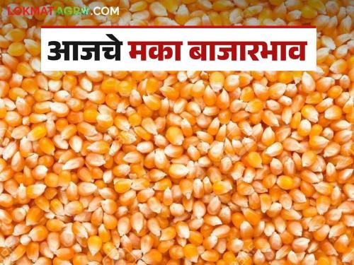 Maize Bajar Bhav : How much is the arrival of yellow maize in the market; Read the price in detail | Maize Bajar Bhav : पिवळी मक्याची आवक बाजारात किती; काय मिळतोय भाव ते वाचा सविस्तर