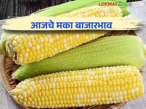 Maize Bajar Bhav : Highest arrival in Dondai market 5 thousand 747 quintals; Read in detail what you got | Maize Bajar Bhav : दोंडाईच्या बाजारात सर्वाधिक ५ हजार ७४७ क्विंटल आवक; काय मिळाला दर ते वाचा सविस्तर