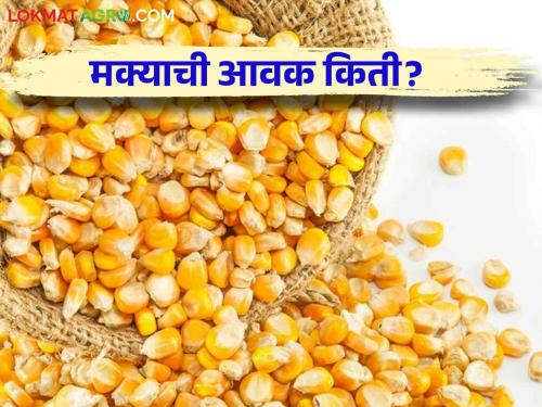 Maize Bajar Bhav : | Maize Bajar Bhav : मालेगाव बाजारात मक्याची आवक सर्वाधिक ; त्याला काय भाव मिळतोय ते वाचा सविस्तर