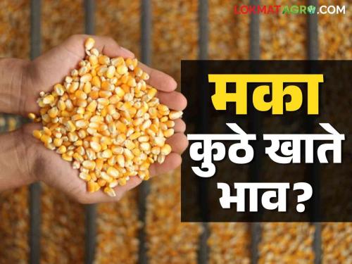 Maize Bajar Bhav : Low arrival of maize in the market; Read this rate in detail | Maize Bajar Bhav : मक्याची आवक बाजारात कमी ; हा मिळाला दर ते वाचा सविस्तर