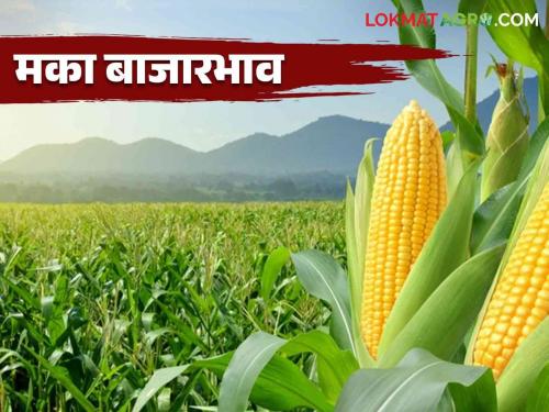 Maize Bajar Bhav : Maize arrival highest in Malegaon market; Read in detail what is the rate | Maize Bajar Bhav : मालेगाव बाजारात मक्याची आवक सर्वाधिक; काय मिळतोय दर ते वाचा सविस्तर