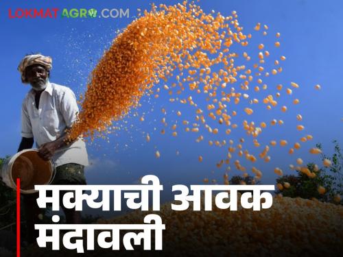 Maize Bajar Bhav : Read in detail in which market the arrival of maize has slowed down and what the price has been | Maize Bajar Bhav : कोणत्या बाजारात मक्याची आवक मंदावली आणि काय मिळाला भाव ते वाचा सविस्तर