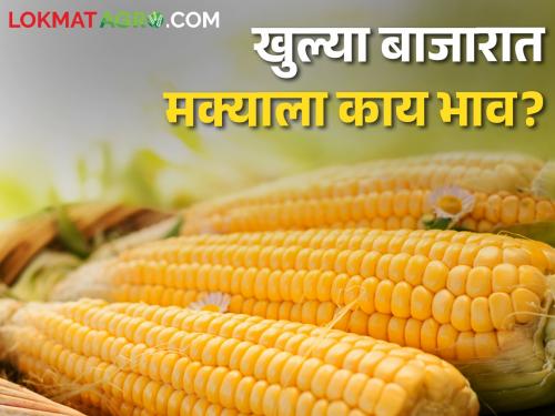 Latest News What is price of maize in market yards in maharashtra check here | Maize Market : हमीभाव केंद्रापेक्षा बाजार समित्यांमध्ये मक्याला कसा दर मिळतोय? वाचा सविस्तर 