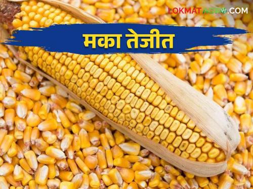 Maka Bajarbhav: Maize got the highest market price in Bhigwan market | Maka Bajarbhav: भिगवण मार्केटमध्ये मकेला मिळाला सर्वाधिक बाजारभाव