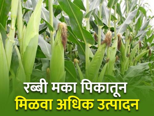 How to increase the yield of Rabi Maize crop? | रब्बी मका पिकाचे उत्पादन कसे वाढवाल?