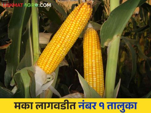 Maka Lagwad : This taluka took the lead in maize cultivation in Maharashtra | Maka Lagwad : मका लागवडीत महाराष्ट्रात या तालुक्याने घेतली आघाडी