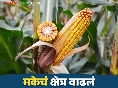 Maka lagwad : Sorghum sowing area has decreased this year maize area has doubled | Maka lagwad : ज्वारी पेरणीचे क्षेत्र घटले यंदा मक्याचे क्षेत्र दुपटीने वाढले