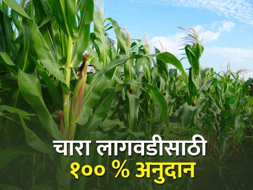 Seeds for fodder cultivation on hundred percent subsidy | शंभर टक्के अनुदानावर चारा लागवडीसाठी बियाणे