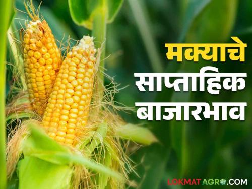 Latest News Maka Bajarbhav Maize prices lower than MSP, read last week's market prices  | Maka Bajarbhav : मक्याच्या किंमती एमएसपी पेक्षा कमी, वाचा मागील आठवड्यातील बाजारभाव 