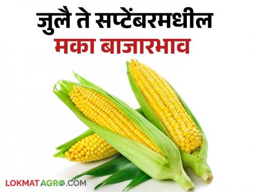 Latest News What will maize market prices be in July to September 2024? Know in detail  | Agriculture News : जुलै ते सप्टेंबर 2024 मधील मका बाजारभाव कसे असतील? जाणून घ्या सविस्तर 