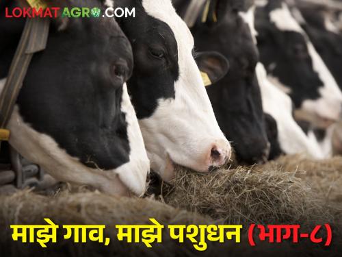 Cows and buffaloes do not come to the heat on time; What will be the reasons | गाई-म्हैशी वेळेवर माजावर येत नाहीत; काय असतील बर कारणे