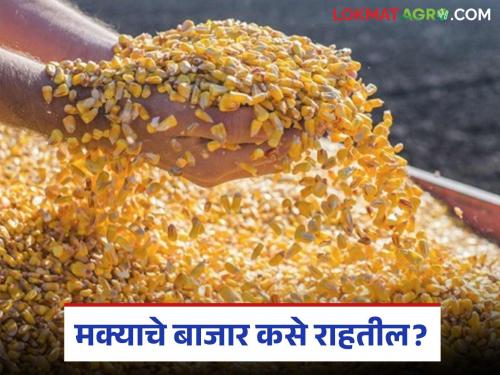 latest News Maka Market How will maize prices fare in last week of June Read in detail | Maka Market : जूनच्या शेवटच्या आठवड्यात मक्याचे भाव कसे राहतील? वाचा सविस्तर 