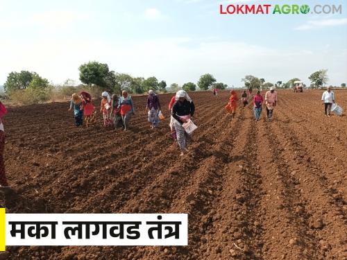 Latest News Maka Lagvad Maize Cultivation Techniques in Rabi Season read in detail  | Maka Lagvad : रब्बी हंगामातील मका लागवडीचे तंत्र समजून घेऊया.... वाचा सविस्तर 