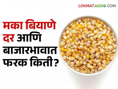 Latest News Maize seeds are sold at Rs 600 per kg, while farmers' maize is only Rs 27 per kg see details | Maize Market : मका बियाणे दर गगनाला तर शेतकऱ्याच्या मक्याला बाजारात काय भाव?