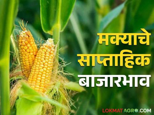 Latest news Maka Bajarbhav Maize arrivals down, market price better than MSP, read more  | Maka Bajarbhav : मक्याची आवक घटली, बाजारभाव एमएसपीपेक्षा चांगला, वाचा सविस्तर 