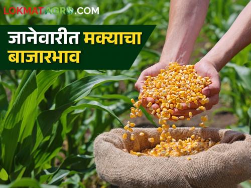 Latest News Maka Bajarbhav how market prices of maize in January to March Know in detail  | Maka Bajarbhav : जानेवारी ते मार्चमध्ये मक्याचे बाजारभाव कसे असतील? जाणून घ्या सविस्तर 