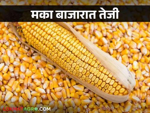 Maka Bajar Bhav : Decline in Maize production but rise in price How is the market price getting? | Maka Bajar Bhav : मका उत्पादनात घट दरात मात्र तेजी कसा मिळतोय बाजारभाव