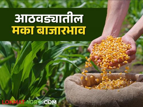 Latest News Maka Bajarbhav Maize price than MSP see last week market price | Maka Bajarbhav : मक्याला एमएसपीपेक्षा दर कमी, आठवडाभरात काय बाजारभाव मिळाला? 