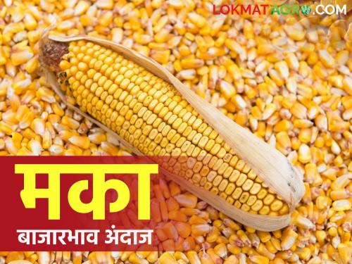 Maka Bajar Bhav : Demand for maize from ethanol and animal feed industries How will future market rates | Maka Bajar Bhav : इथेनॉल व पशुखाद्य उद्योगांकडून मकेला मागणी.. कसे राहतील भविष्यातील दर