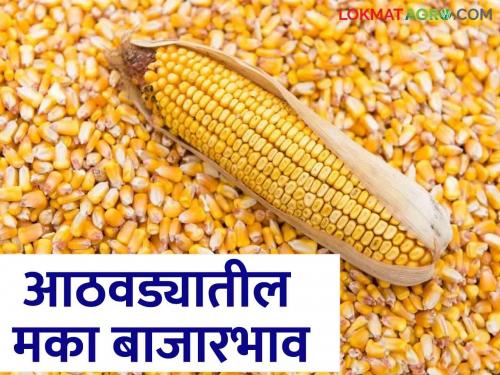 Latest News Maize arrivals increased last week maka bajarbhav Read in detail  | Maka Bajarbhav : मक्याची आवक वाढली, मागील आठवड्यातील काय दर मिळाला? वाचा सविस्तर 