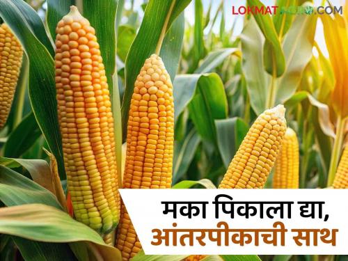 Latest News Agriculture News Gram in Rabi season, intercropping maize in wheat crops, read in detail  | Agriculture News : रब्बी हंगामात हरभरा, गहू पिकांत मका आंतरपीक, वाचा सविस्तर 