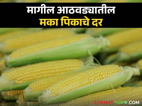 Latest News Maka Market maize market price in first week of August 2024, read in detail  | Maka Market : ऑगस्टच्या पहिल्या आठवड्यात मक्याला काय दर मिळाला, वाचा सविस्तर 