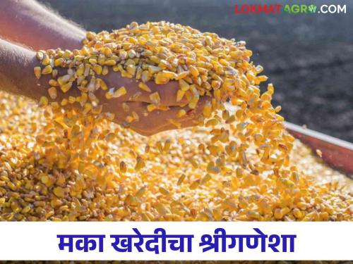 Latest News Maka Bajarbhav Rs 2150 per quintal for wet maize 2024 kharif season Read in detail  | Maka Bajarbhav : ओला मका खरेदीचा श्रीगणेशा, काय भाव मिळाला? वाचा सविस्तर 