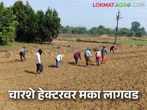 Latest News Agriculture News Plantation of maize crop on four hundred hectares by gadchiroli district Village | Agriculture News : चारशे हेक्टरवर मका पिकाची लागवड, पुनर्वसित गावाने शेतीचा पॅटर्न बदलला! 