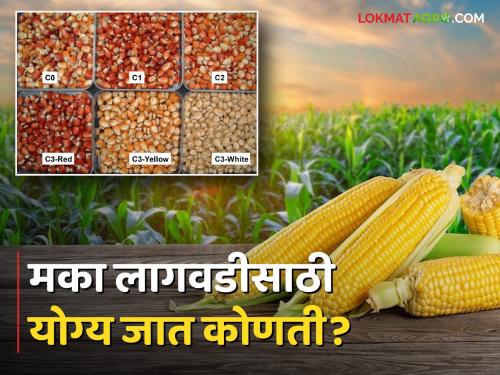 Maize Cultivation How to Select the Right Seed for Maize Cultivation | Maize Cultivation अशा प्रकारे करा मका लागवडीसाठी योग्य बियाण्याची निवड